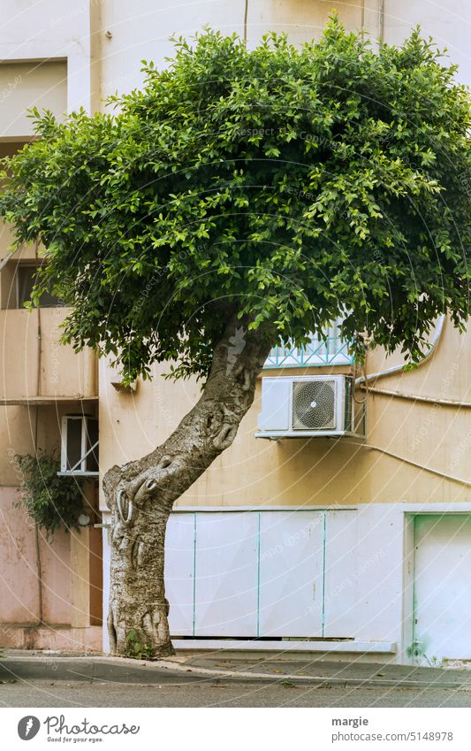 Air conditioner, heat pump, at an apartment building in front of it a tree Tree Tree trunk House (Residential Structure) Air conditioning Warmth Cables