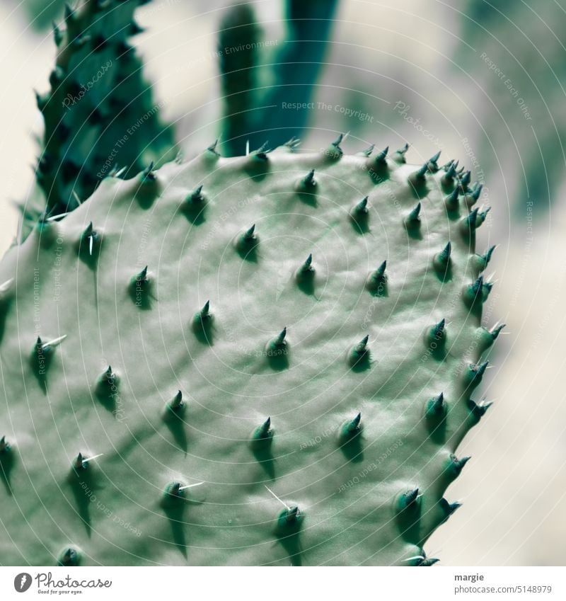 Exotic cacti Cactus Nature botanical Thorn Plant Close-up Green Botany Tropical Thorny Detail Israel Environment blurriness Growth