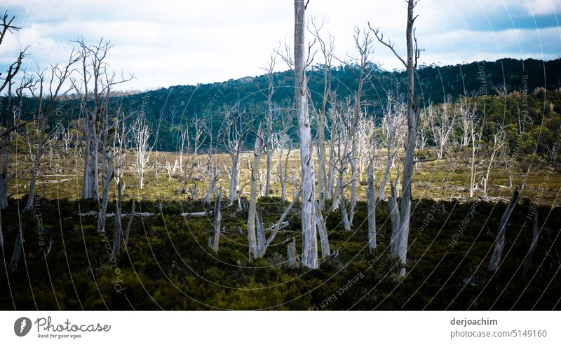 Dead trees in the highlands of Tasmania. Tree Exterior shot Deserted Colour photo Day Nature Sunlight Calm Contrast Beautiful weather Environment Idyll