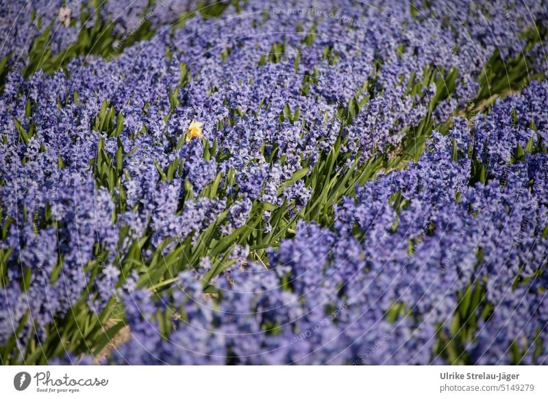 Hyacinths field purple with yellow daffodil Hyacinth Field Hyacinthus Spring spring flowers Onion cultivation Wild daffodil Blossom Green Yellow acre