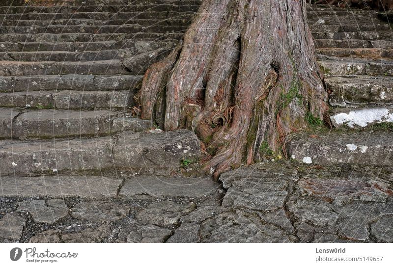 Roots of a tree on stairs made out of rock near Nachi Falls, Japan nachikatsuura root Rock tree roots growth stability growing strong grip