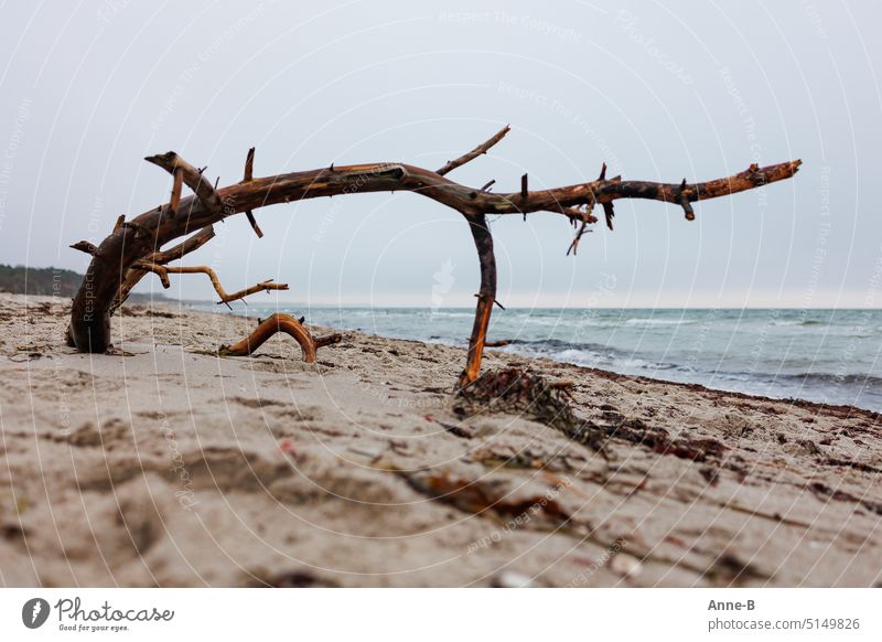 Wood on Darss west beach , a small and a large tree bow. The focus is on the small wooden arch. Western Beach Driftwood Sponge wood trees Sandy beach Ocean