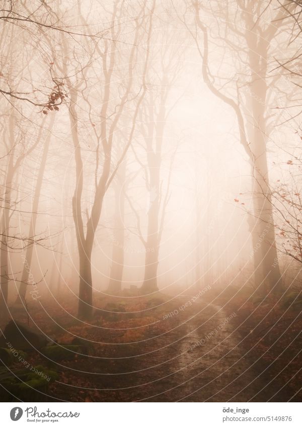 on quiet ways Forest Fog forest path trees Mystic Shroud of fog Lanes & trails Light Nature Hiking Landscape To go for a walk Autumn November November mood