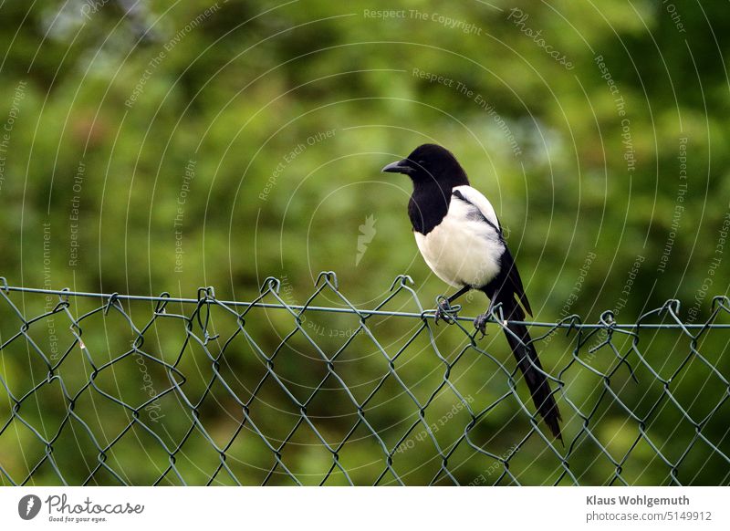 Magpie sits on a mesh wire fence and watches the neighbor's chicken yard, there always falls something for them. Black-billed magpie Wire netting fence