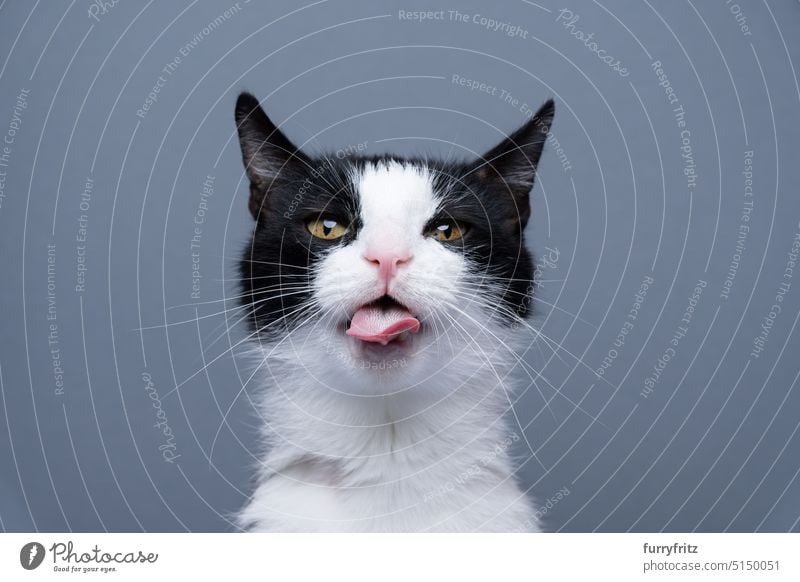 tuxedo cat making funny face portrait on gray background feline pets white black studio shot mixed breed cat copy space cat's tongue sticking out tongue