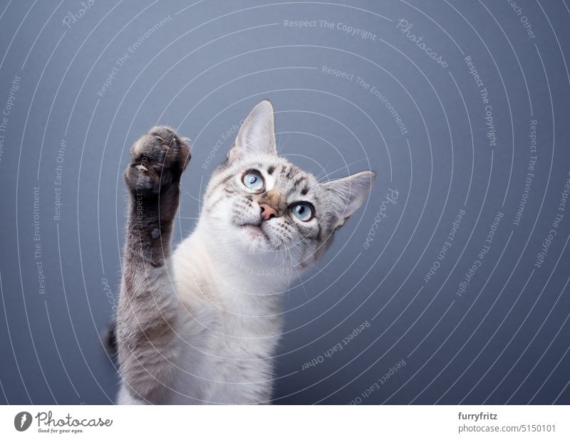 playful kitten raising paw looking up on gray background cat portrait feline pets mixed breed cat studio shot blue blue eyes young cat tabby shorthair cat
