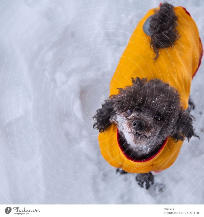 Little dog with yellow coat in snow Dog Animal Animal portrait Exterior shot Winter Snow Looking Puppydog eyes Cute Pet Dog's snout Love of animals Freeze