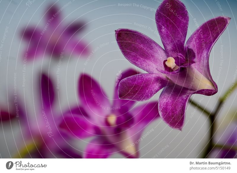 Dendrobium kingianum × D. "Mini Pearl" (D. canaliculatum × D. bigibbum), orchid Dendrobium kingianum hybrid dendrobium Orchid Blossom blossoms Plant enduring