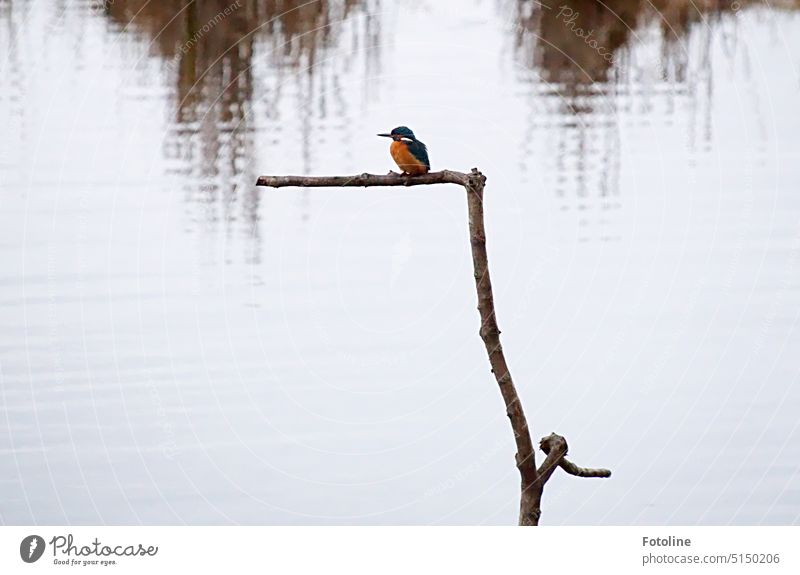 The little kingfisher sits on a branch and takes a short break. Nevertheless, he keeps a watchful eye on everything around him. Maybe some prey will come swimming by.