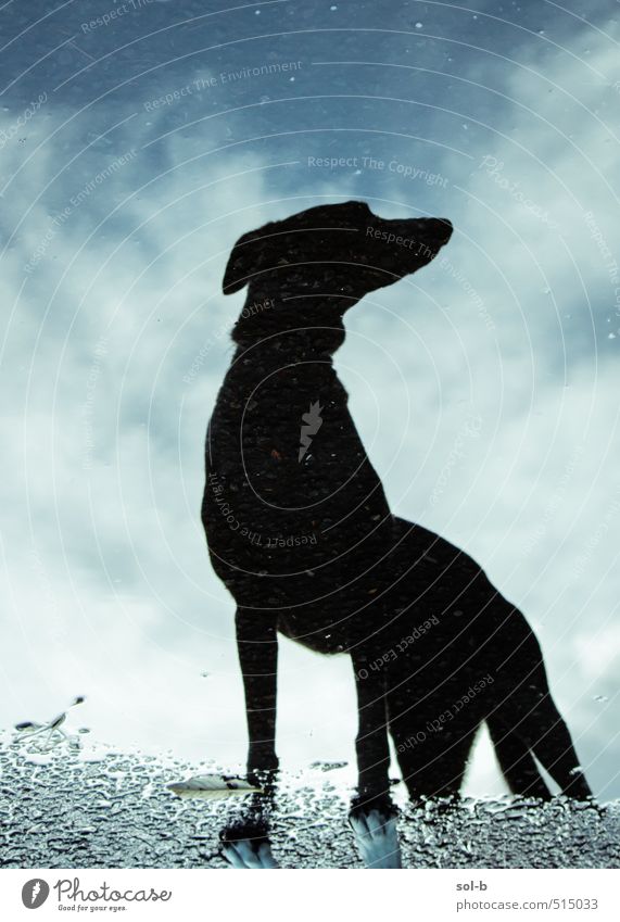 aerodynamic Nature Air Water Sky Clouds Autumn Bad weather Rain Lanes & trails Animal Pet Dog Greyhound 1 Observe Think Hunting Stand Wait Dark Uniqueness Funny