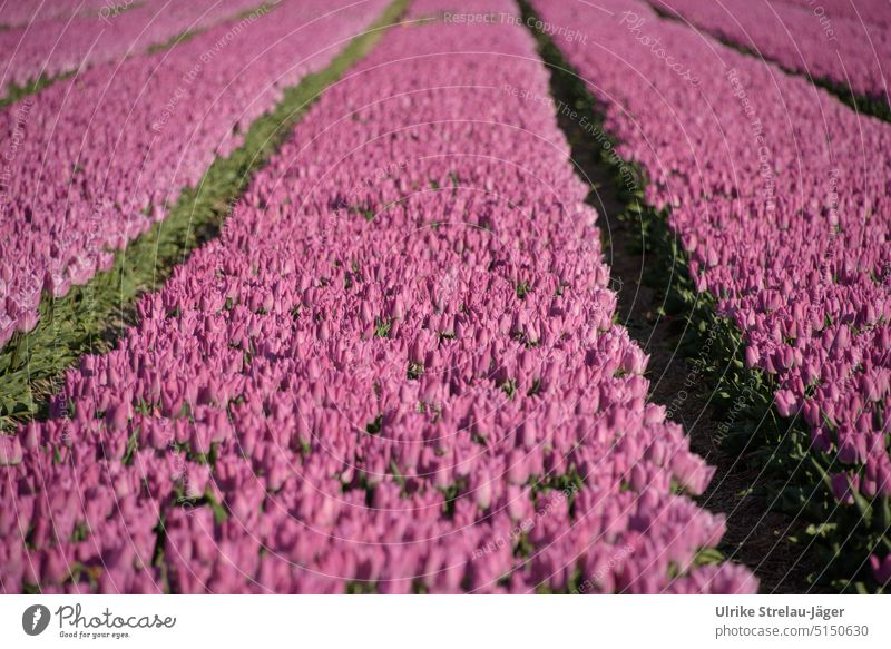 Field with pink tulips Netherlands Tulip field Spring Pink Green Flower flowers Blossom Tulip blossom Spring fever Near Onion cultivation Agriculture acre Plant