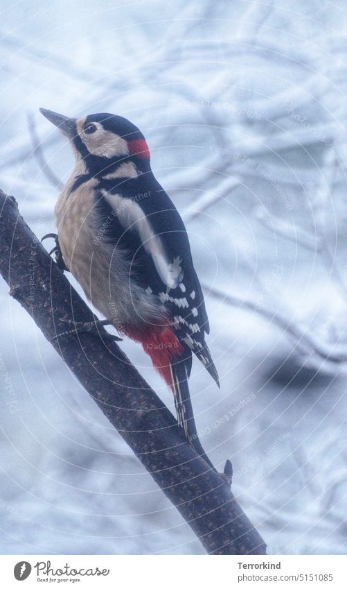 Great spotted woodpecker in winter on a tree Spotted woodpecker Woodpecker Bird Animal Colour photo Animal portrait Exterior shot Wild animal Beak Grand piano
