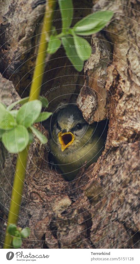 Young blue tit in nest just before departure Tit mouse Nature Bird Exterior shot Garden Animal portrait Colour photo Wild animal Cute Small Blue Yellow Feather
