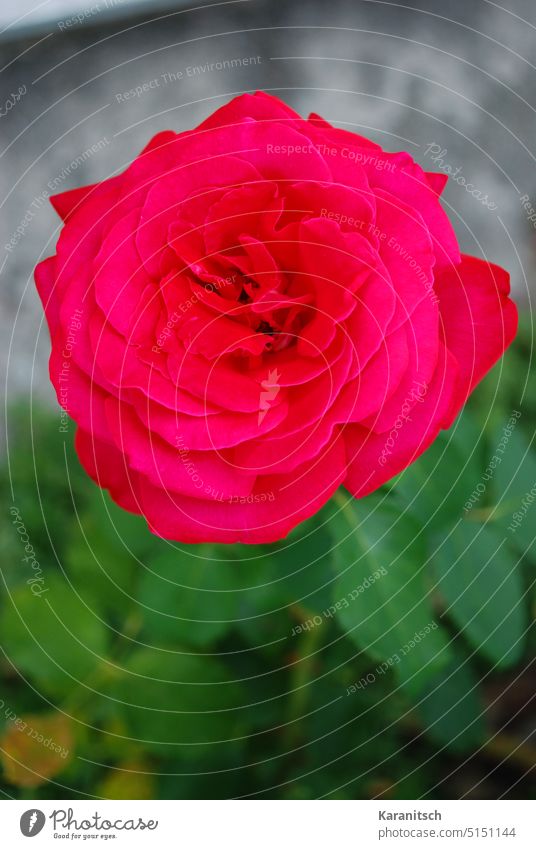 A red rose against gray-green background. pink Flower Blossom blossom Red Noble Love symbol Garden do gardening flora Deploy Gift Mother's Day Valentine's Day