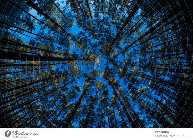 Treetops in the early morning in a pine forest,photographed with a fisheye lens Forests tree trees forest floor floor plants weeds ground cover trunk trunks