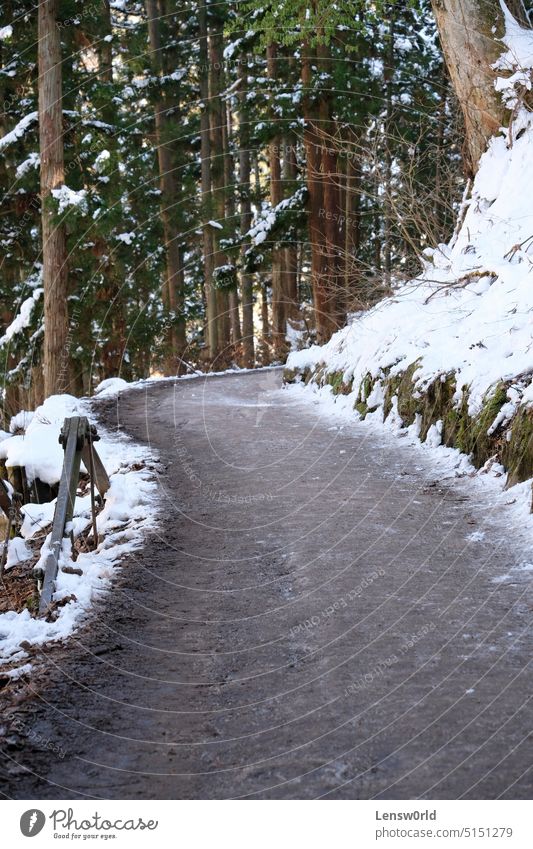 Snowy footpath leading through a forest cold ice landscape nature no people outdoor park season snow snowy trail tree trees white winter nagano