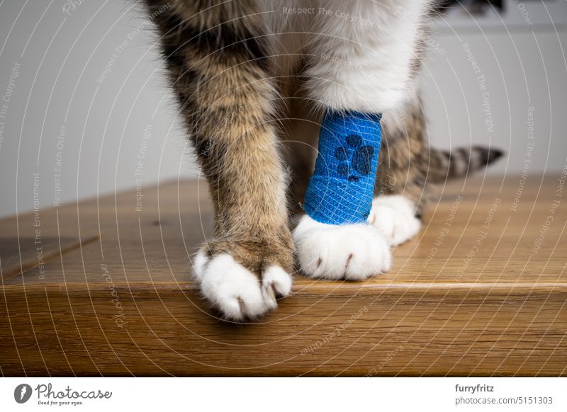 cat wearing medical bandage on injured front paw white pets animal feline fluffy fur paws tabby plaster veterinarian sick standing paw print sickness health