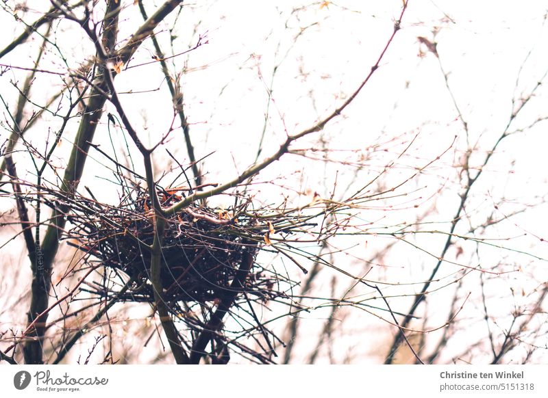 The empty nest of a wood pigeon in the tree outside our window bird's nest Pigeon Nest Bird nest in winter bare branches and twigs Twigs and branches Nature
