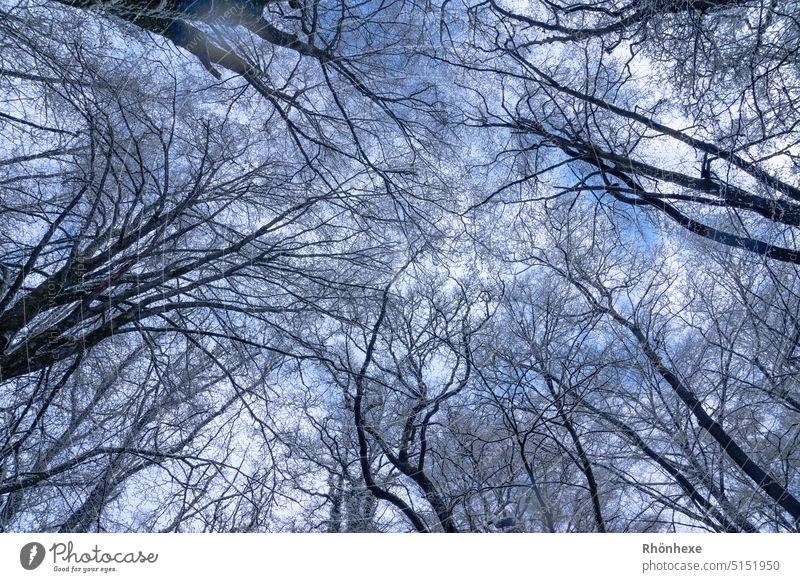 View of the sky under the treetops Trees in winter Winter Nature trees Forest Cold Deserted Exterior shot Environment Winter's day Winter forest Sky