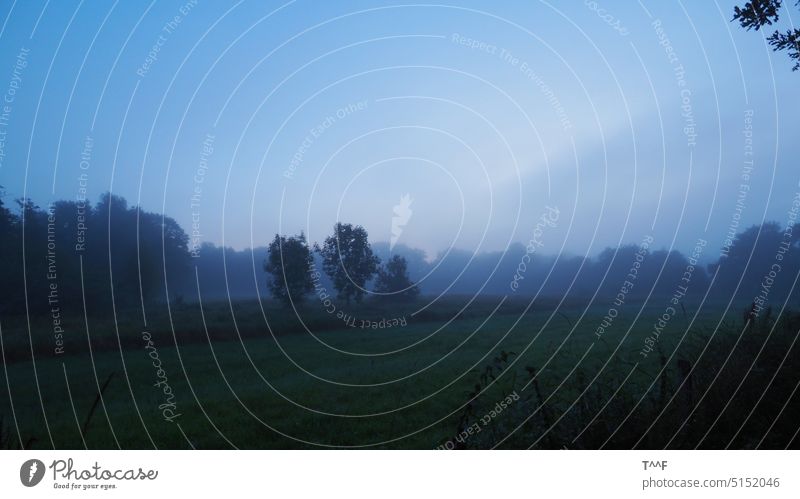Haarenniederung zur blauen Stunde – Wiesen und Bäume im aufsteigenden Dunst Baum Oldenburg Morgendämmerung Sonnenaufgang Naturschutzgebiet natürlich Pflanzen