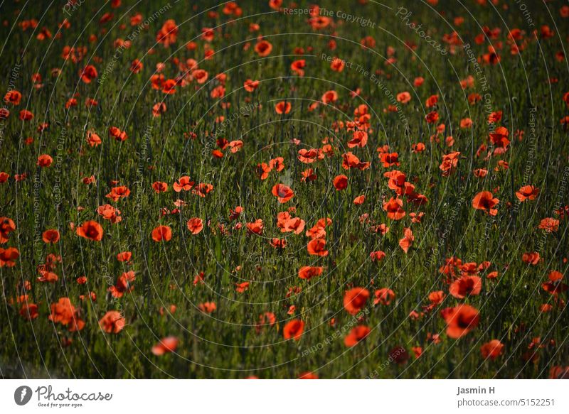 poppy meadow poppies Poppy Flower Red Poppy blossom Meadow Nature Summer Wild plant Spring Colour photo beautifully Exterior shot Environment Deserted Plant