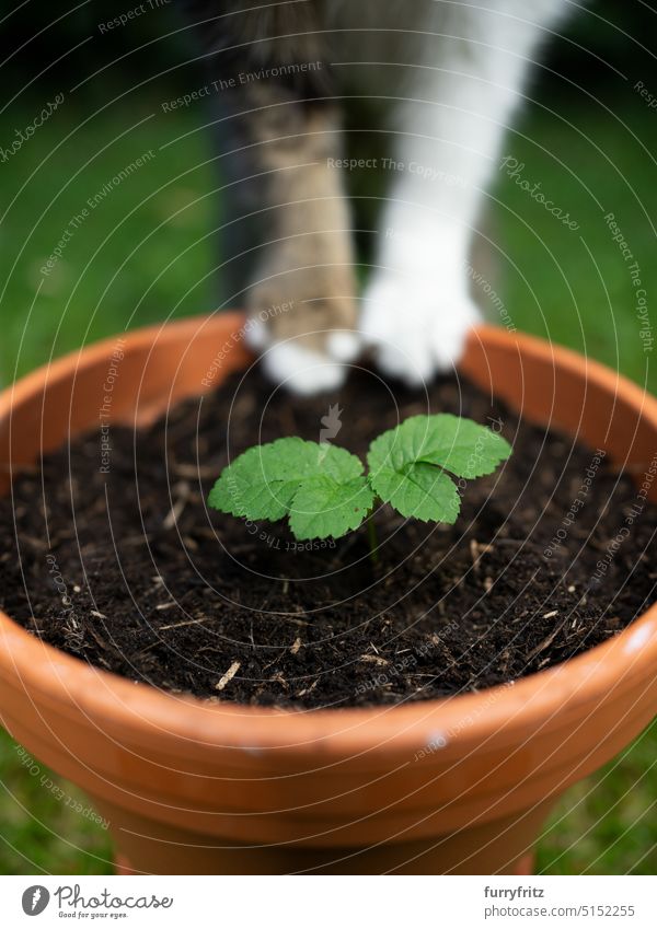 Concept for sustainability and eco friendly cat keeping one animal outdoors furryfritz concept ecologic growth plants plant pot terracotta green nature natural