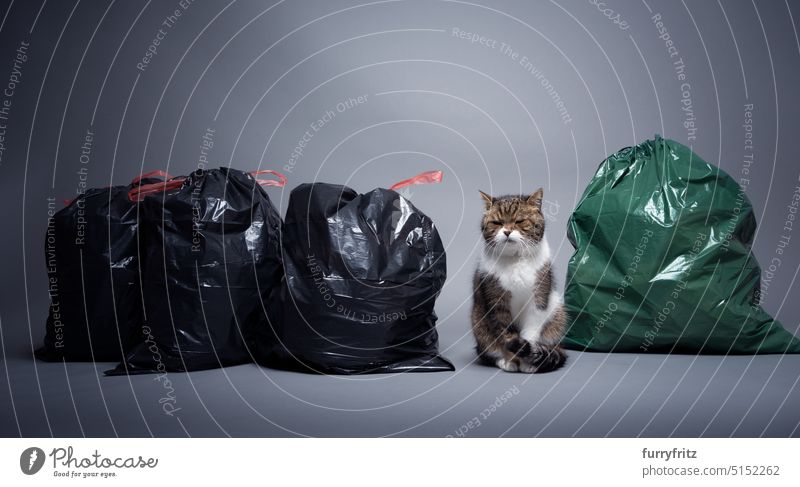 Concept for sustainability and eco friendly cat keeping one animal furryfritz trash bags residual waste pollution garbage cat litter amid sitting copy space