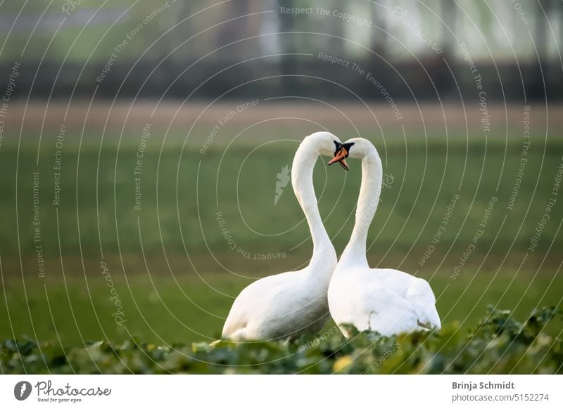 Two elegant swans on a meadow, facing each other cold wetland wintering scenic wilderness scenery wing neck beautiful Elegant clean wildlife reflection cute sun