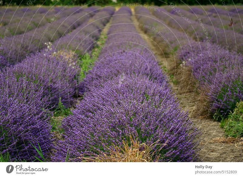 The scent of Provence: lavender just before the harvest Lavender Lavender field Violet Summer ardor Fragrance Colour photo Exterior shot Field Southern France