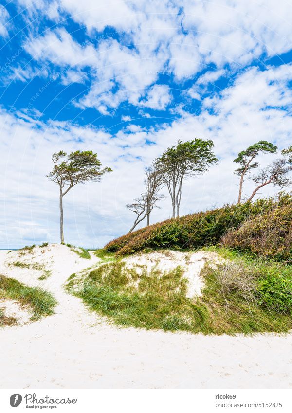 The western beach with trees and dune on Fischland-Darß Western Beach coast Baltic Sea fischland-darß Wind cripple Baltic coast Ocean