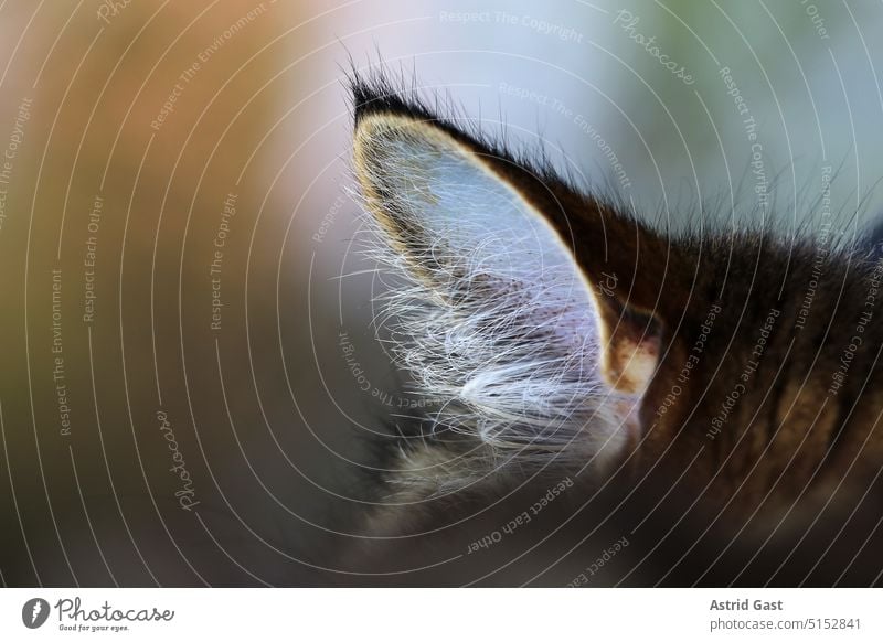 Close up of an ear of a Norwegian Forest Cat Ear Listening Hearing hearing organ Sense Organ Cat's ears Pet Animal hair Pelt safeguarded Flexible auris Clang