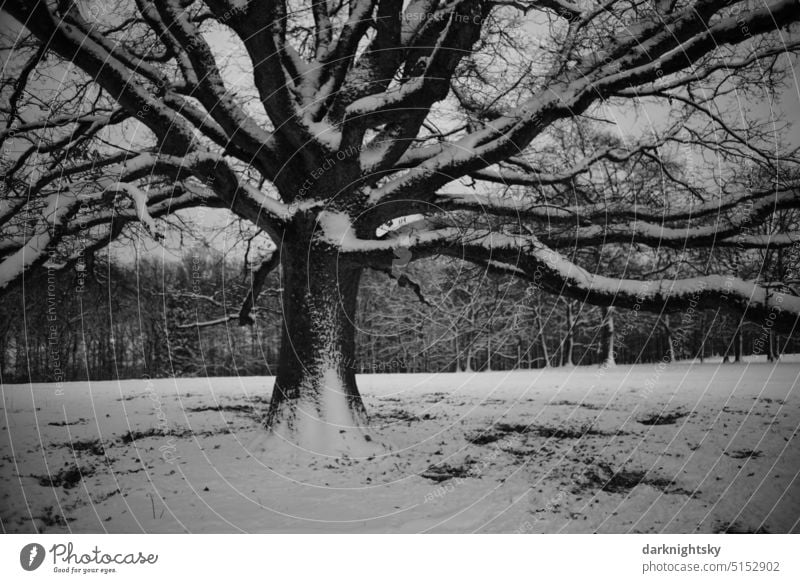 Old oak tree in winter with snow Snow Oak tree Quercus country Tree English oak Plant Brown Exterior shot Leaf Winter Deserted Willow tree Sauerland Nature Day