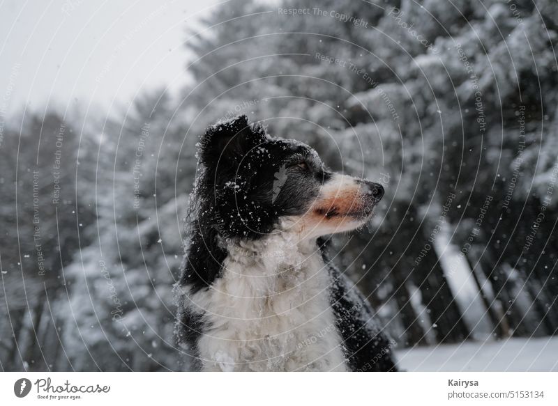 Border collie Heidy dogs Pet Exterior shot Animal portrait Nature Colour photo Observe Looking Curiosity Watchfulness Love of animals Snout Snowfall Animal face