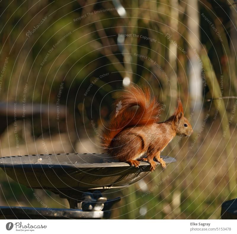 Squirrels ,small diurnal rodents foraging for food Cute Nature Animal Rodent Deserted Day Exterior shot Observe Animal portrait Animal face Brash Close-up