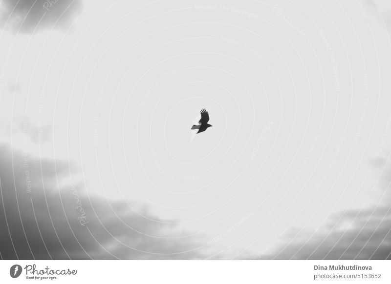Falcon flying in cloudy grey sky monochrome horizontal background wallpaper. Bird of prey photographed during bird watching. Dramatic gloomy landscape of nature.