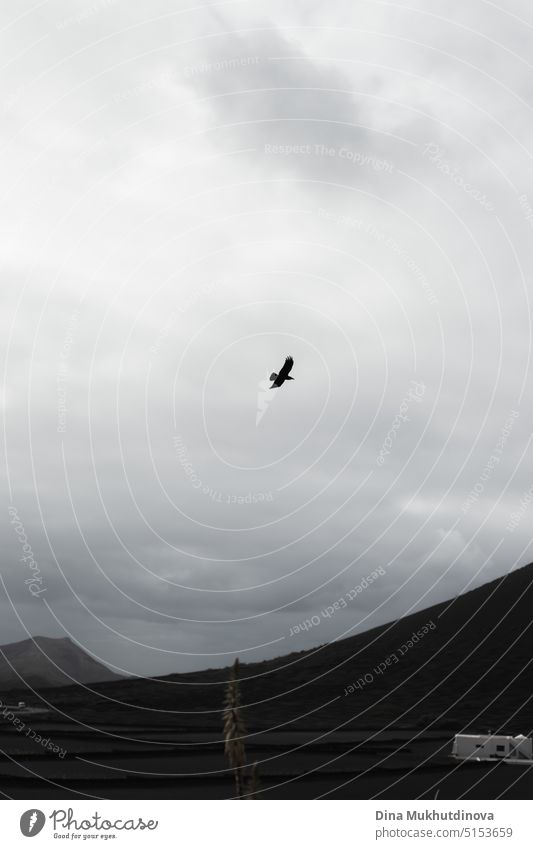 Falcon flying over a mountain in cloudy grey sky monochrome vertical background wallpaper. Bird of prey photographed during bird watching. Dramatic gloomy landscape of nature.