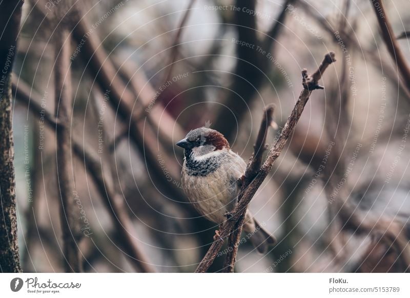 Field sparrow sitting on small branch in winter Tree sparrow Bird Winter birds Twig Branch Animal Nature Exterior shot Cold Sit Wild animal Day Deserted