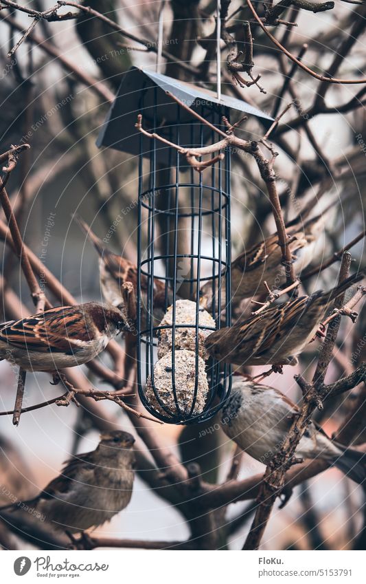 Hungry field sparrows at the feeder Tree sparrow Bird Winter birds Birdseed titmice dumplings Food dispenser Twig Branch Animal Nature Exterior shot Cold Sit