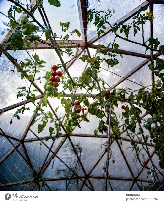 Wheel Balls Greenhouse Tomato cultivation Vegetable organic Packing film Tire Mature Red tomato sauce Spring.agriculture hobby