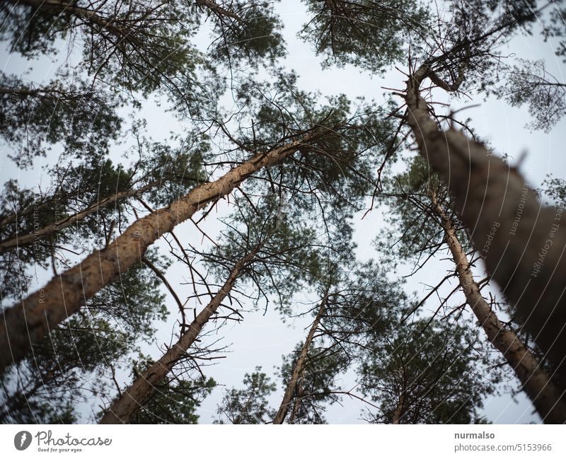 Above is the sky Forest Fir tree coniferous Brandenburg branches forestry Sky tranquillity Harz bark Bark-beetle dream