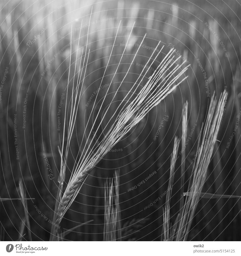 Jazz broom Ear of corn Grain Cornfield Agriculture Barley Barleyfield Barley ear Purity Field Glittering Illuminate Near Environment Landscape Nature Plant