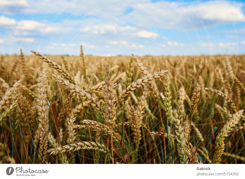 Wheat field. Close up of wheat ears. Harvesting period grain barley farm background harvest straw agriculture yellow rye food cereal crop golden nature outdoor
