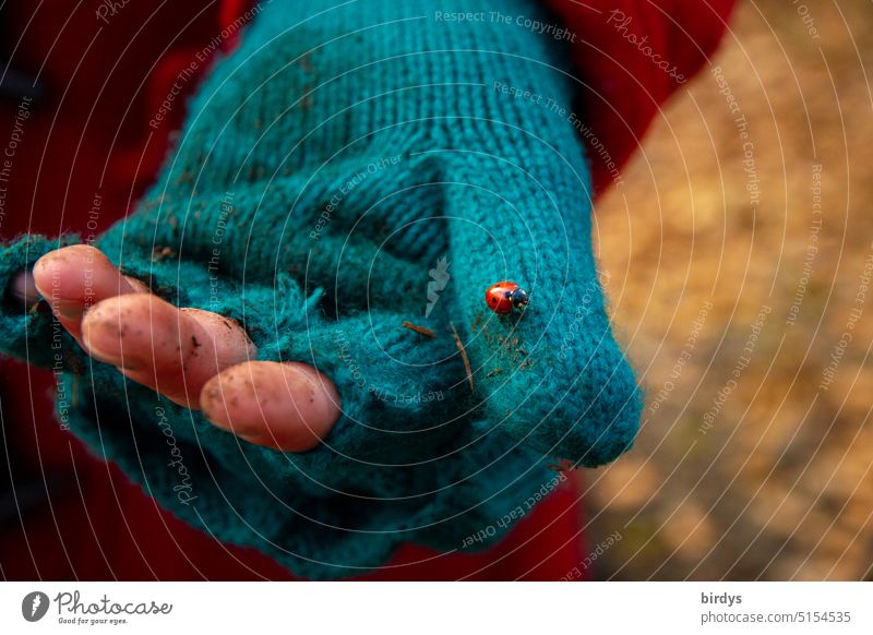 dirty child hand in worn glove with a ladybug on it Infancy Poverty child poverty refugee Hope Ladybird War sorrowful Deprivation Children`s hand