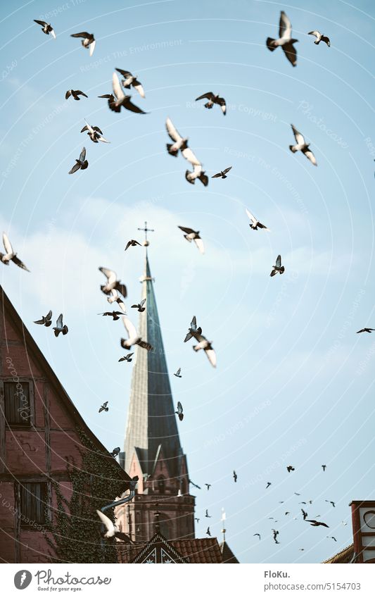 Pigeons in the sky over Lüneburg Luneburg birds pigeons Flying Sun sunlight Day Sky Church spire Bird Animal Exterior shot Freedom Group of animals Flock