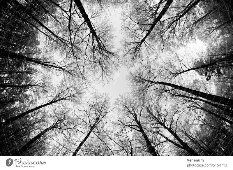 Treetops in winter in a deciduous forest without leaves on the branches,black and white,photographed with a fisheye lens Forests tree trees forest floor