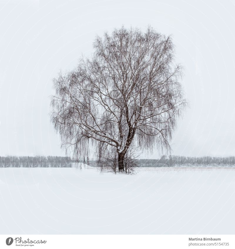 A bare tree in a snow covered field in Bavaria landscape trees winter snowy fields germany bavaria full ice frosty chilly coverage forest snowy tree s