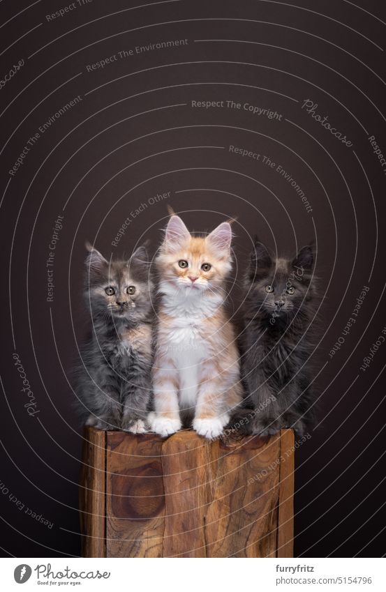 group of three different colored maine coon kittens sitting on a wooden block side by side log cute ginger portrait cat pet fluffy domestic feline fur pets