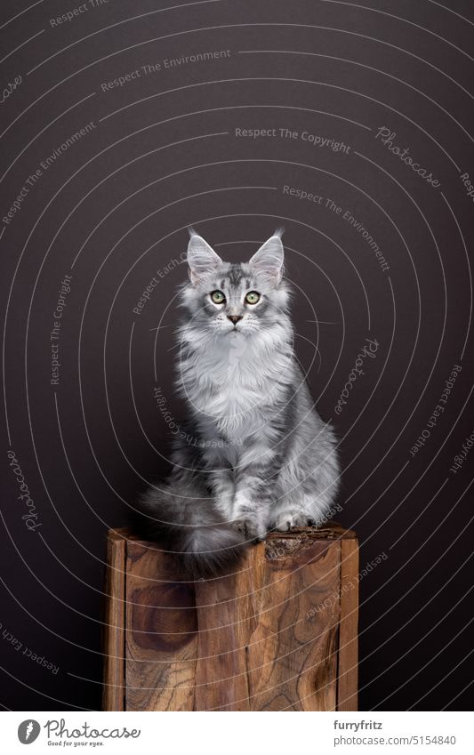 young silver tabby maine coon cat portrait on dark brown background cute pet fluffy kitten domestic feline fur pets kitty beautiful adorable looking at camera