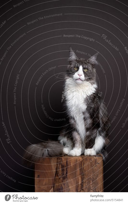 majestic tuxedo maine coon cat portrait on dark brown background with copy space pet fluffy kitten domestic feline fur pets kitty beautiful young adorable