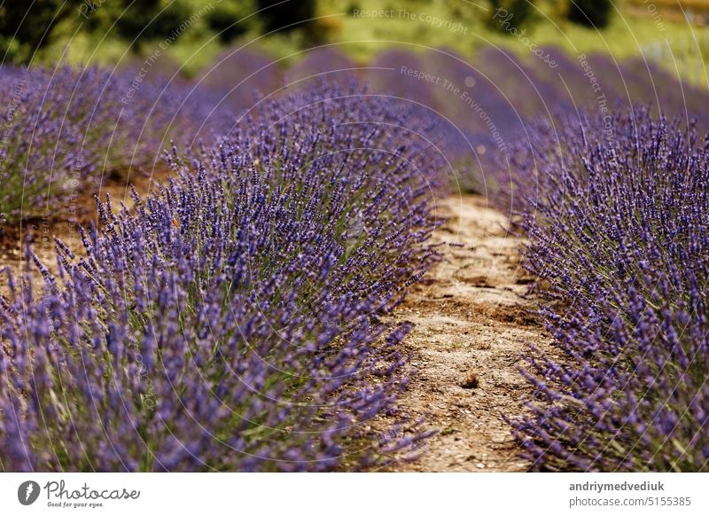 Lavender field, Provence, Plateau Valensole. Beautiful image of lavender field.Lavender flower field, image for natural background.Very nice view of the lavender fields.